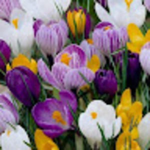 Meet your Posher, Cigdem